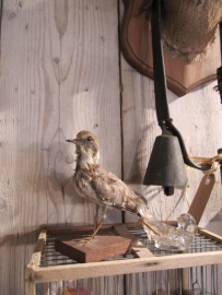 Brocant vogeltje