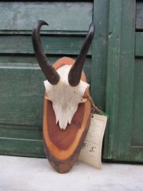 Cute and beautiful antlers of chamois