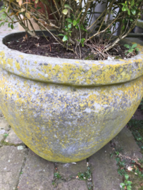 Old concrete jar with buxus