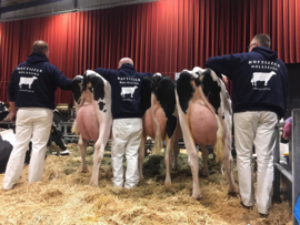 Hoftijzer Holsteins Zwartewaal