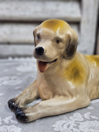 Golden retriever / berghond