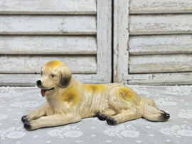 Golden retriever / berghond