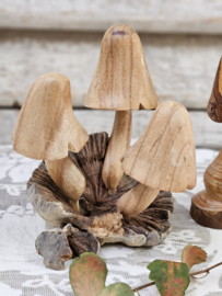 Paddenstoelen