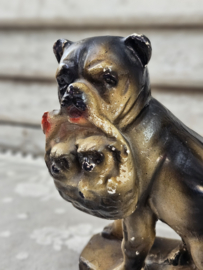 Hond met pups