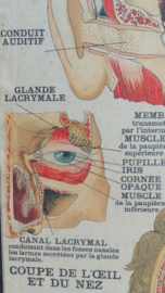 Anatomische schoolplaat 'zintuigen'
