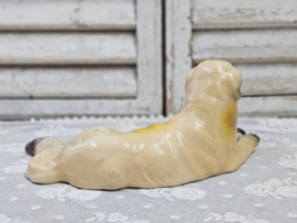 Golden retriever / berghond