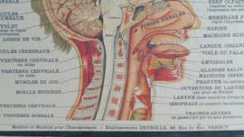 Anatomische schoolplaat 'zintuigen'