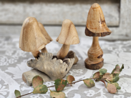 Paddenstoelen
