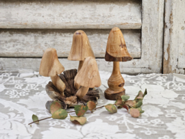 Paddenstoelen