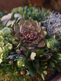 Workshop Herfst taart woensdagavond 30 sept'26