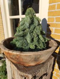 Nobilisboompje 30 cm