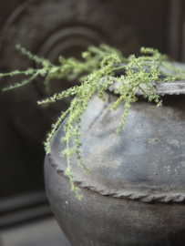 Asparagus kunst tak