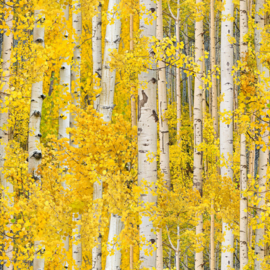 Landscape Medley - Aspen Leaves Gold