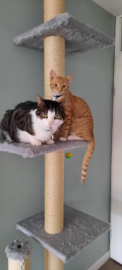 Simba, Mylo en Juny