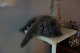 Boris