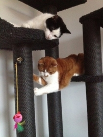 Ot, Teun en Sien
