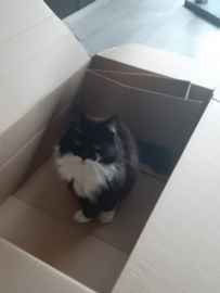 Snowy, Poekie en Tiko