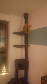 Misty & Binky