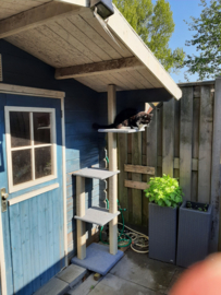Snowy, Poekie en Tiko