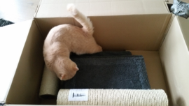 Dibbes, Winny en Wally