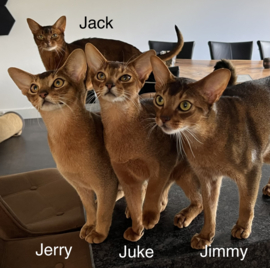 Jack, Jerry, Juke en Jimmy