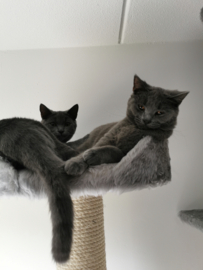 Lola & Ted