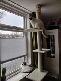 Lodewijck, Finn en Floyd
