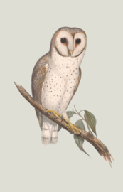 Kaart Ansichtkaart Uil - Owl
