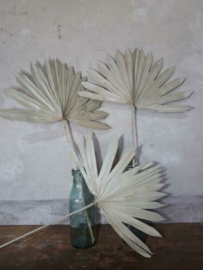 Gedroogd Palmblad Palm Blad Sun Speer Naturel 3st.