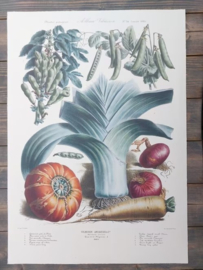 Botanische Prent Vilmorin -The Vegetable Garden - Groente Art Print nr34