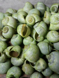 Escargot Slakkenhuisjes Schelpen - 250 gram 2.5-4.5 cm Groen