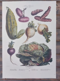 Botanische Prent Vilmorin -The Vegetable Garden - Groente Art Print nr25
