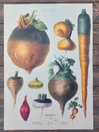 Botanische Prent Vilmorin -The Vegetable Garden - Groente Art Print nr3