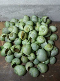 Escargot Slakkenhuisjes Schelpen - 250 gram 2.5-4.5 cm Groen