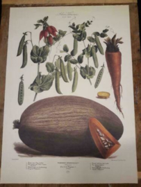 Botanische Prent Vilmorin -The Vegetable Garden- Groente Art Print nr29