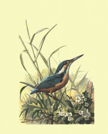 Poster Art Prent IJsvogel - Kingfisher