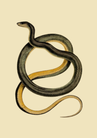 Kaart Ansichtkaart Slang - Snake