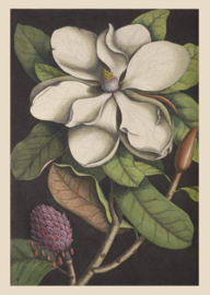 Kaart Ansichtkaart Bloesem - Magnolia