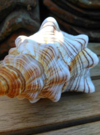 Fashiolaria Trapezium Grote Schelp 14-17 cm
