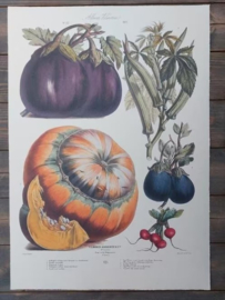 Botanische Prent Vilmorin -The Vegetable Garden - Groente Art Print nr23