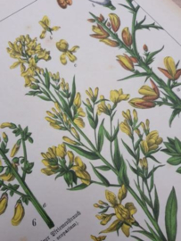 Oude Antieke Botanische Chromolitho Prent Schubert 1887