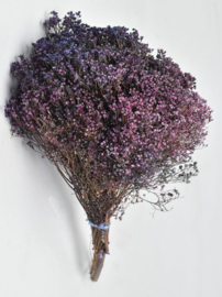 Gedroogde Bos Bloom Broom Lila Paars Droogbloemen