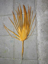 Gedroogde Droogbloemen Palmblad Palm Chamaerops Oranje 3st.