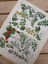 Oude Antieke Botanische Chromolitho Prent Schubert 1887