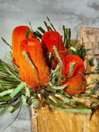 Gedroogde Banksia Hookeriana Oranje Droogbloemen