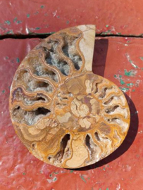 Versteende Ammoniet Gepolijst Fossiel Gezaagd 12.5 cm