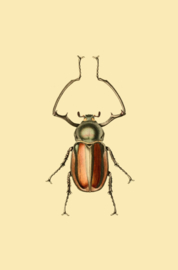 Kaart Ansichtkaart Kever - Beetle Insect