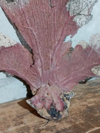 Oude Antieke Roze Zeewaaier - Gorgonian - Black Sea Fan