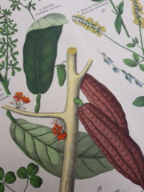 Oude Antieke Botanische Chromolitho Prent Schubert 1887