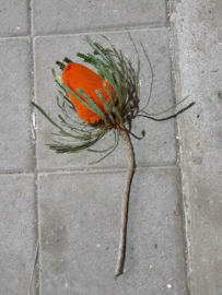 Gedroogde Banksia Hookeriana Oranje Droogbloemen